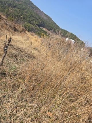 진전님의 벼 · 영농일지 작성글 사진