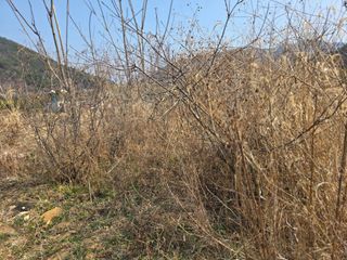 진전님의 벼 · 영농일지 작성글 사진