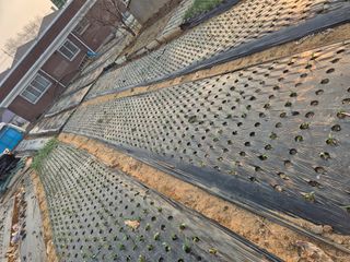 송명식님의 마늘 · 영농일지 작성글 사진