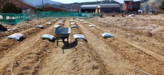 남궁봉님의 고추 · 영농일지 작성글 사진