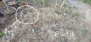 달맛햇복숭아농원님의 복숭아 · 영농일지 작성글 사진