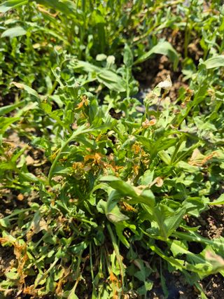 김영석님의 마늘 · 영농일지 작성글 사진