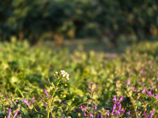 산방자연농원님의 귤 · 영농일지 작성글 사진