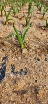 팜모닝 마늘·영농일지 게시글 이미지