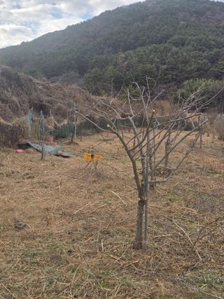 진전님의 기타작물 · 영농일지 작성글 사진