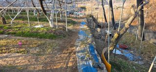 달맛햇복숭아농원님의 복숭아 · 영농일지 작성글 사진