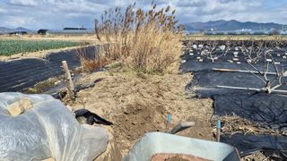 늘푸른 농장주님의 기타작물 · 영농일지 작성글 사진