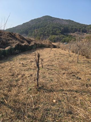 진전님의 벼 · 영농일지 작성글 사진