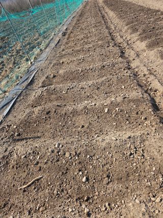 성실한 농부님의 파 · 영농일지 작성글 사진