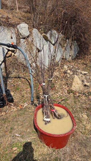 햇살농원 고현숙님의 사과 · 영농일지 작성글 사진