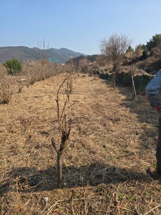진전님의 벼 · 영농일지 작성글 사진