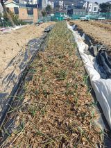 팜모닝 마늘·영농일지 게시글 이미지