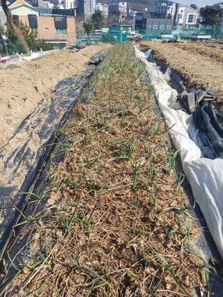 양경일님의 마늘 · 영농일지 작성글 사진