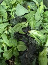 팜모닝 기타작물·영농일지 게시글 이미지