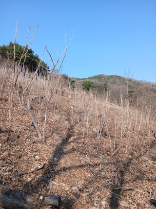 무료지식나눔 팜닥터님의 두릅 · 영농일지 작성글 사진