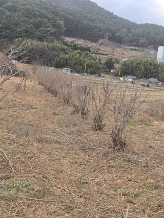 진전님의 기타작물 · 영농일지 작성글 사진