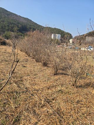 진전님의 벼 · 영농일지 작성글 사진