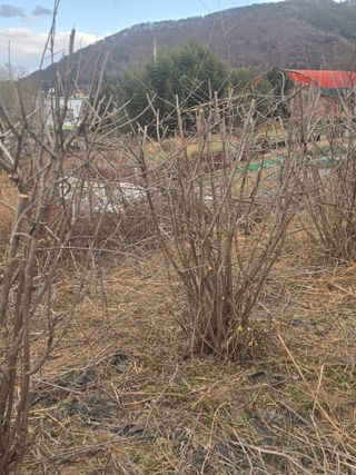 진전님의 기타작물 · 영농일지 작성글 사진