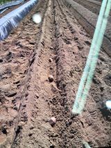 팜모닝 감자·영농일지 게시글 이미지