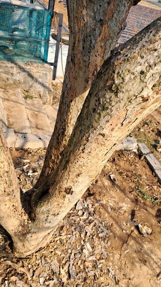 bpjh9173님의 마늘 · 영농일지 작성글 사진