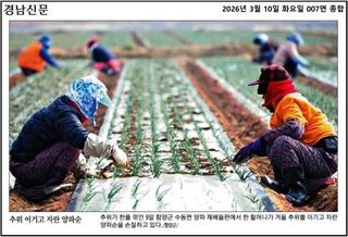 축복의땅 에덴동산님의 사과 · 영농일지 작성글 사진