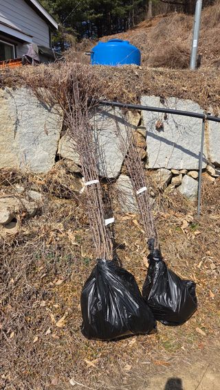 햇살농원 고현숙님의 사과 · 영농일지 작성글 사진