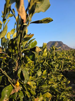 산방자연농원님의 귤 · 영농일지 작성글 사진