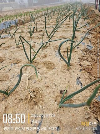 철의여인텃밭님의 마늘 · 영농일지 작성글 사진