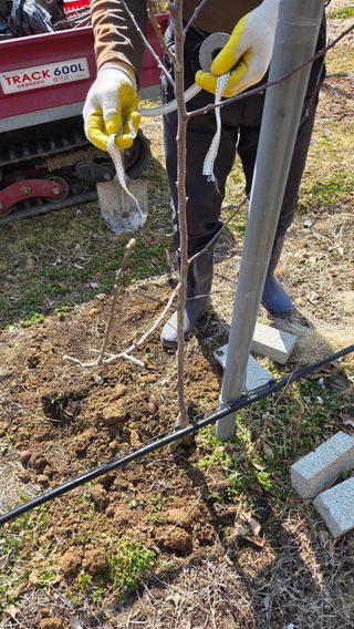 햇살농원 고현숙님의 사과 · 영농일지 작성글 사진