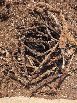 김성환님의 기타작물 · 영농일지 작성글 사진