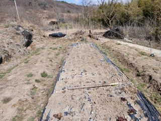 한골머스마님의 기타작물 · 영농일지 작성글 사진