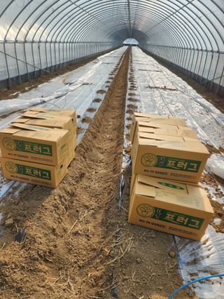 김저팔계님의 기타작물 · 영농일지 작성글 사진