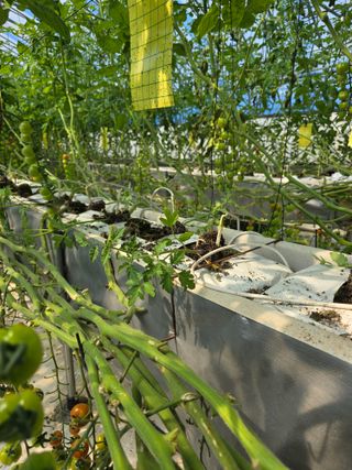 김호진님의 토마토 · 영농일지 작성글 사진