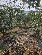 팜모닝 귤·영농일지 게시글 이미지