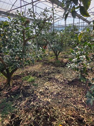 제주온님의 귤 · 영농일지 작성글 사진