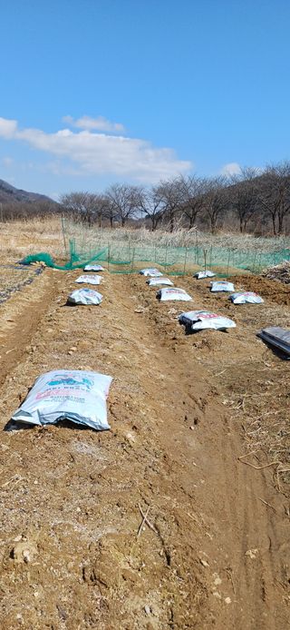 남궁봉님의 고추 · 영농일지 작성글 사진