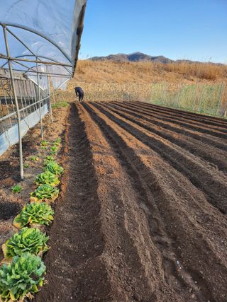 박유순님의 감자 · 영농일지 작성글 사진