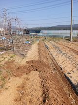 팜모닝 양파·영농일지 게시글 이미지