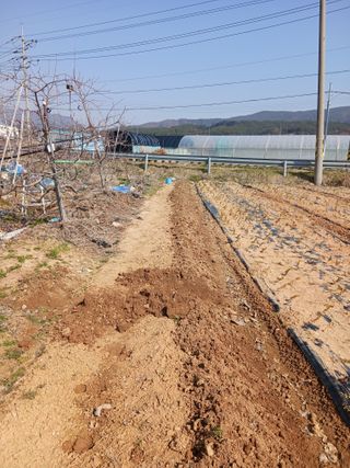 엄기덕님의 양파 · 영농일지 작성글 사진