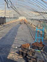 팜모닝 기타작물·영농일지 게시글 이미지