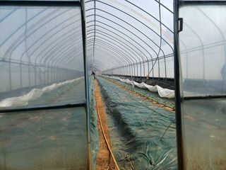 최미숙님의 기타작물 · 영농일지 작성글 사진