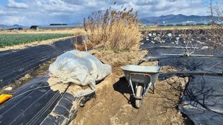 늘푸른 농장주님의 기타작물 · 영농일지 작성글 사진