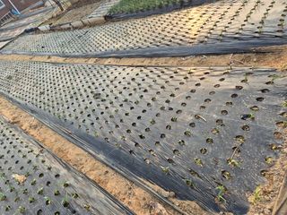 송명식님의 마늘 · 영농일지 작성글 사진