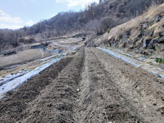 한골머스마님의 기타작물 · 영농일지 작성글 사진