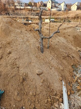 최상길 님의 기타작물 · 영농일지 작성글 사진