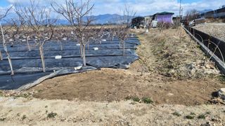 늘푸른 농장주님의 기타작물 · 영농일지 작성글 사진