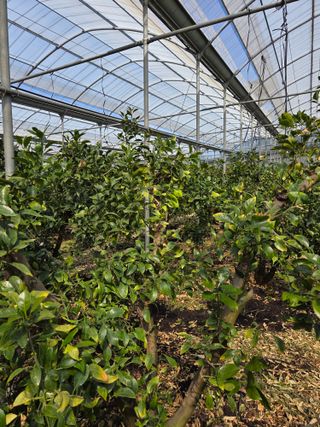 제주온님의 귤 · 영농일지 작성글 사진