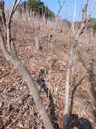 무료지식나눔 팜닥터님의 두릅 · 영농일지 작성글 사진