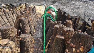 김동명님의 버섯 · 영농일지 작성글 사진