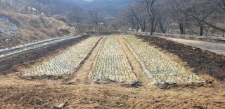 정천복님의 감자 · 영농일지 작성글 사진